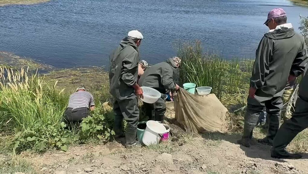 В Дагестане в Каспийское море выпустили 9 млн мальков кутума