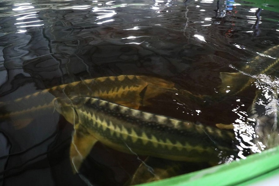 Важная информация для предприятий рыбохозяйственного комплекса РД