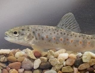 Настоящий великан Каспия!