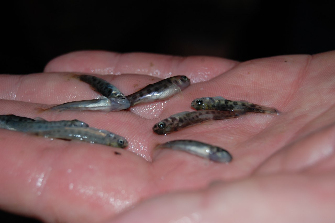 Приём заявок для участия в отборе на предоставление субсидий на поддержку рыбной отрасли