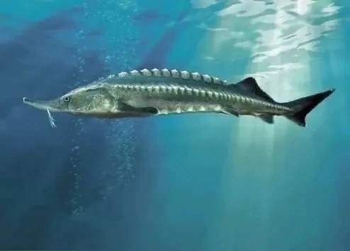 «Царская» рыба нуждается в нашей защите!