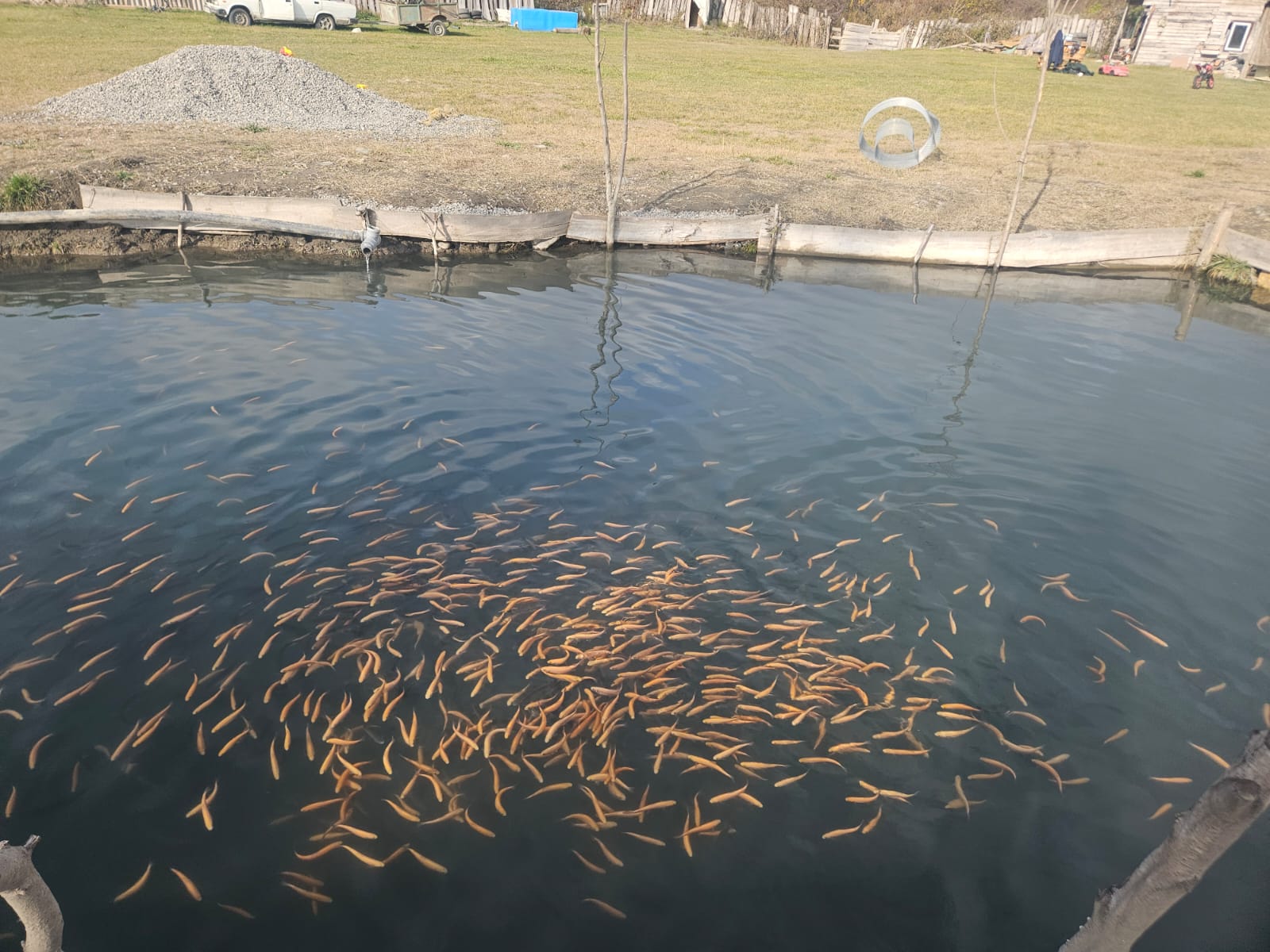 Комитет по рыбному хозяйству РД оказывает поддержку рыбоводным предприятиям