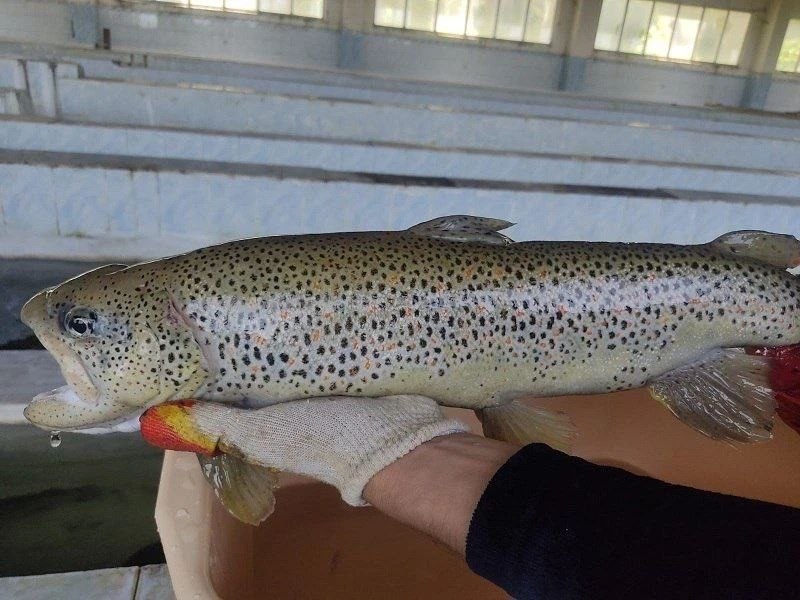 Настоящий великан Каспия!