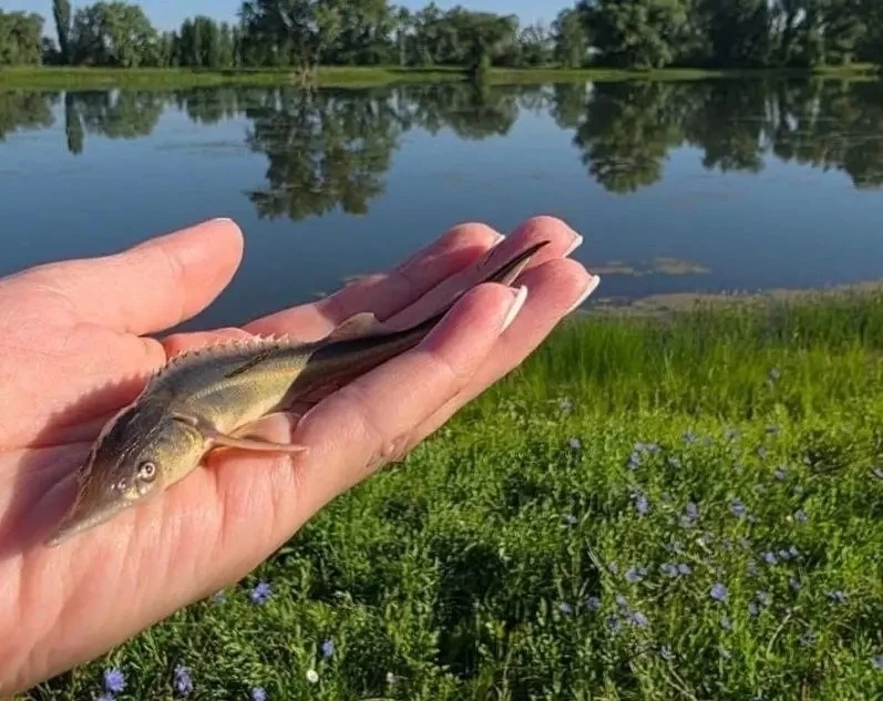 «Царская» рыба нуждается в нашей защите!