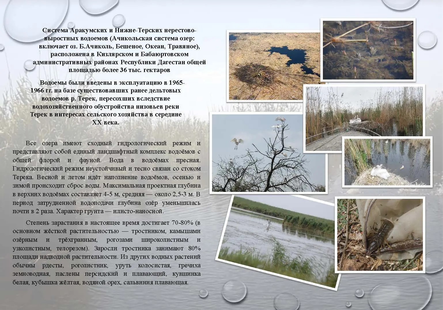 Новый этап для рыбного хозяйства Дагестана: инвестиционный проект на Аракумских и Нижне-Терских водоемах